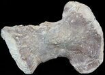 Mosasaur (Platecarpus) Humerus - Kansas #49330-1